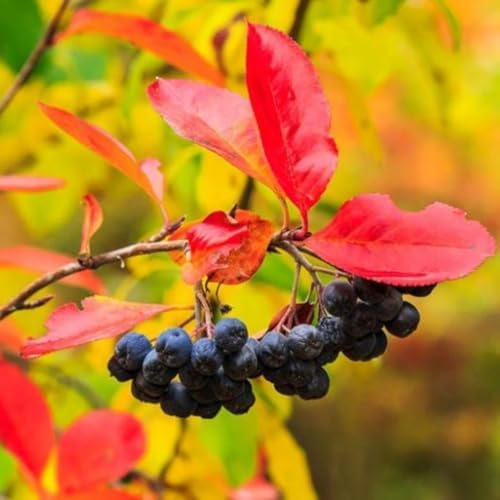 Black Chokeberry Tree Live Plant, Outdoor Berry Bush, 6-12 Inch Tall - Image 5