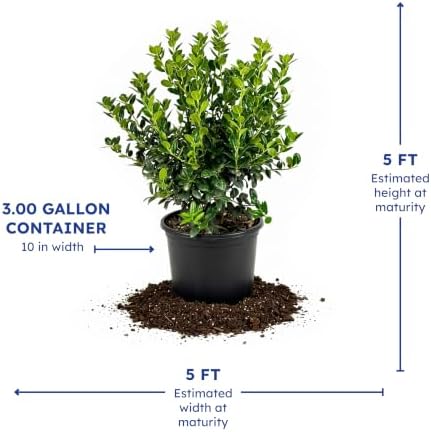 Dwarf Burford Holly, Live Evergreen Shrub, 3 Gallon - Image 4