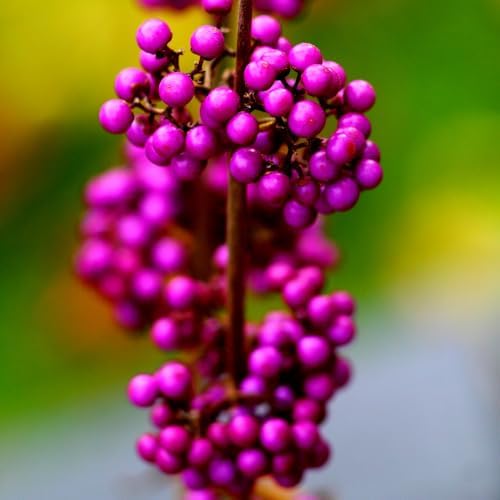 American Beautyberry Bush Plant Live, Rooted Seedling, 4 Inc Pot - Image 6