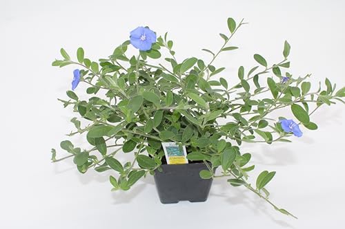 3 Live Blue Daze | 4" Pot | Evolvulus glomeratus | Perennial | Blooming Ground Cover | Low Maintenance by Unknown