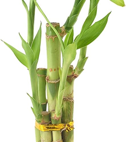 Arcadia Garden Products LV24 5-Stem Lucky Bamboo, Live Indoor Plant in Aged Wood Planter for Home, Work, or Gift, Medium ***Cannot Ship to Hawaii*** - Image 4