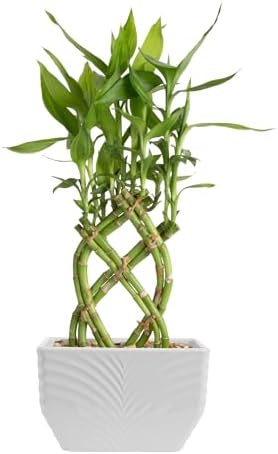 Costa Farms Lucky Bamboo, Live Indoor Plant, Easy Care, Home Decor by Unknown