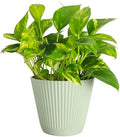 Live Golden Pothos, Indoor Vining Plant, Easy to Grow, 6" Pot by ThorsensGreenhouse