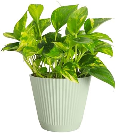 Live Golden Pothos, Indoor Vining Plant, Easy to Grow, 6" Pot by ThorsensGreenhouse