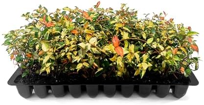 Jasmine Summer Sunset - 60 Live Plants - Trachelospermum Asiaticum - Colorful Groundcover Vine by FloridaFoliage