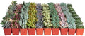 Shop Succulents Pastel Succulent Plant Pack Bulk Collection - Live Mini Succulent Plants, Low Maintenance, Bright & Serene Colors & Textures - Wedding and Party Favors, Gift & Garden, Pack of 100 by ShopSucculents