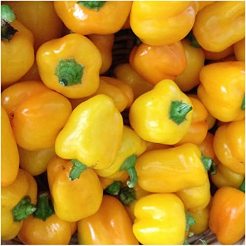 Seed Needs Mini Yellow Bell Pepper Seeds to Plant Vegetables - 1 Pack - Image 3