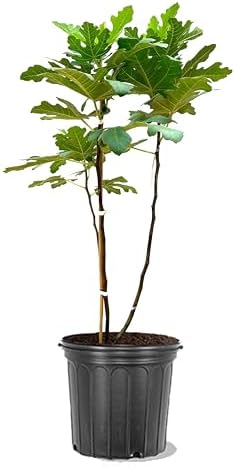 American Plant Exchange Brown Turkey Fig Tree, 5 Gallon Pot, 2-3ft Tall, Large Outdoor Landscape Garden Plant, Self-Pollinating, Edible Fruit Tree, Live Fruiting Plant by AmericanPlantExchange