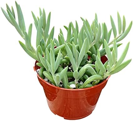 Live Succulent 4" String of Bananas, Succulents Plants Live, Succulent Plants Fully Rooted, Rare House Plant for Home Office Decoration, DIY Projects, Party Favor Gift By The Succulent Cult by TheSucculentCult