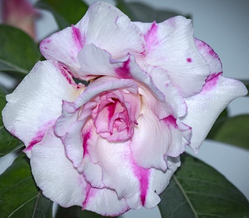 Desert Rose Seeds 100 Count, Mixed Colors, Adenium Obesum, Bonsai - Image 7