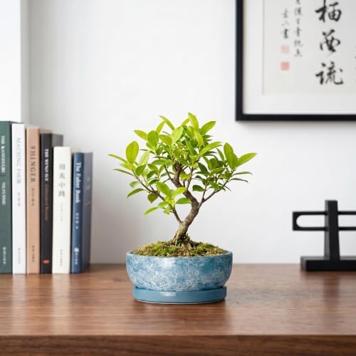 Bonsai Tree Pots 6 Inch, Ceramic Succulent Planters, Droplet Blue - Image 7