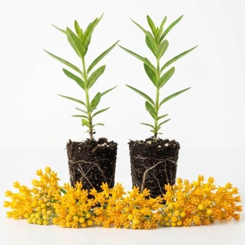2 Yellow Milkweed Live Plants, Flowering Plant, 4-9 Inch Tall - Image 5