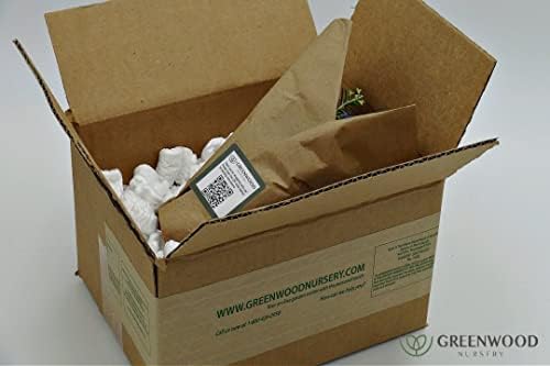 Greenwood Nursery: Live Perennial Plants - ARP Rosemary + Rosmarinus Officinalis - [Qty: 3X 3.5 Pots] - (Click for Other Available Plants/Quantities) - Image 3
