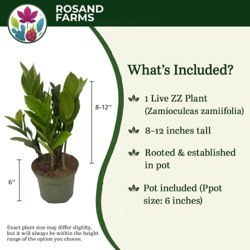 ZZ Plant, Zamioculcas Zamiifolia, Live Plants, 6-inch Pot - Image 2