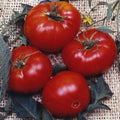 Park Seed Variety of Tomato Seeds, Planting Vegetables, Easy to Grow, Non-GMO, Perfect for Harvesting, Brandywine, Pack of 30 by ParkSeed