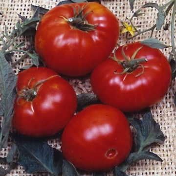 Park Seed Variety of Tomato Seeds, Planting Vegetables, Easy to Grow, Non-GMO, Perfect for Harvesting, Brandywine, Pack of 30 by ParkSeed