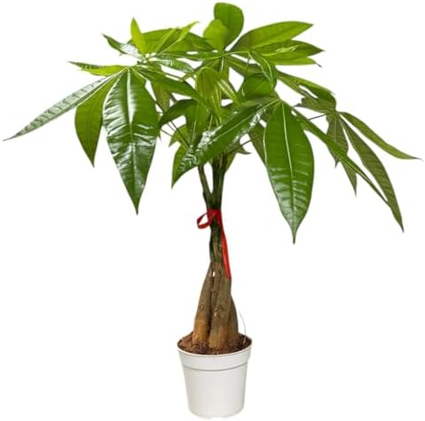 Money Tree Live Indoor Plant | 14-22 Inches Tall Bonsai | Easy to Grow Houseplant | Home, Office, or Room Decor | Birthday, Housewarming Gift in 4 Inch Pot - Image 7