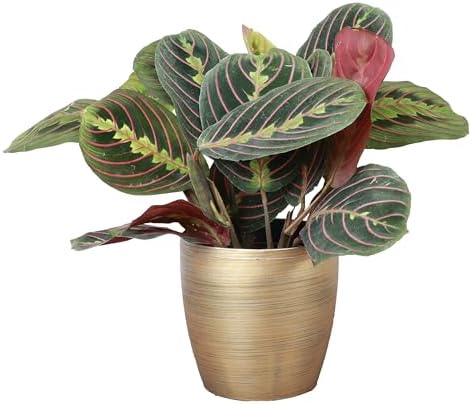 Live Red Prayer Plant, Pet Friendly, Easy to Grow, 4" Diameter Pot by ThorsensGreenhouse