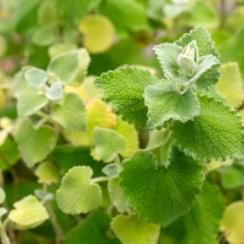 Seed Needs Horehound Seeds to Plant Non-GMO Heirloom Medicinal Herb XL Pack - Image 2