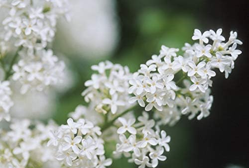 Syringa vul. X 'Primrose' (Lilac) Shrub, pale yellow flowers, #3 - Size Container - Image 2