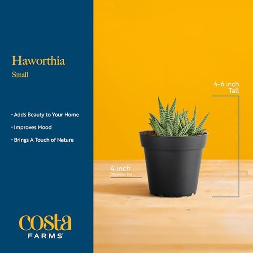 Costa Farms Succulent, Live Indoor Plant, Easy Care, Home Decor - Image 4