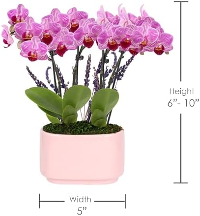 Green Circle Growers 4" Mini Pink Orchid Plant with Lavender Accent in Pink Ceramic Planter – Live Indoor Flower, Easy Care Orchid, Gift Ready - Image 4