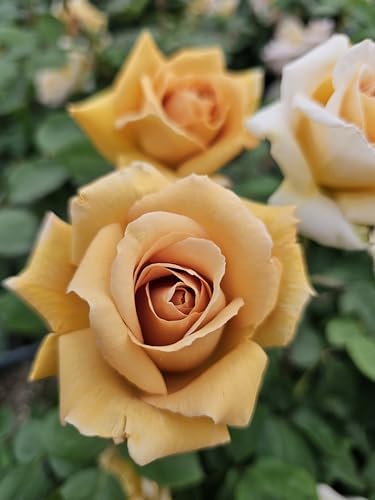 Butterscotch Climbing Roses Live Plants, Rose Bushes Ready to Plant, 2 Quart Pot, Live Plants Outdoor, Plant Gifts, Roses Live Plants, Outdoor Plants Live, Rose Bush, Climbing Roses by Unknown