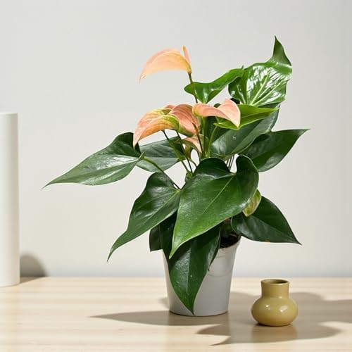 Pink Matata Anthurium (12"-14" Tall) Unique and Gorgeous Live Indoor Plant, Easy Care and Easy to Grow, Bloom Plant, 4 inch Pot (Jolie Peach) - Image 4