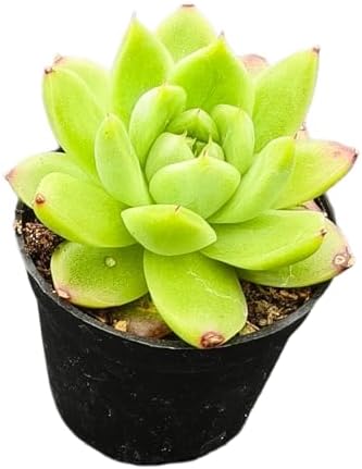 Sprout N Green Echeveria 'Blushing Dawn’, Live Succulent Plant - Image 2