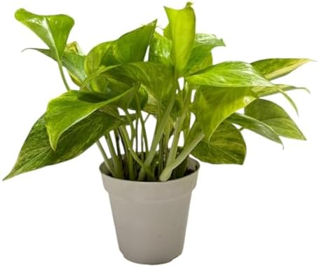 Pothos Live Indoor Plant, 4 inch Pot, Variegated White and Green Leaves - Easy to Care for - Perfect for Indoor and Outdoor Home Decor, Office, and Gift (Neon Queen Pothos) - Image 2