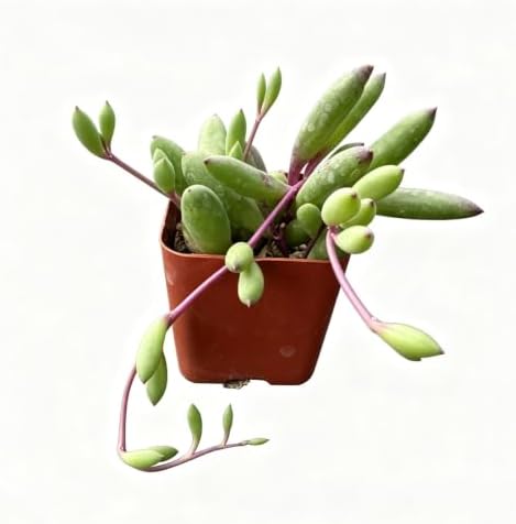 Live Succulent Ruby Necklace, Othonna capensis L.H.Bailey Plant in 2" Pot by VerdantVigor