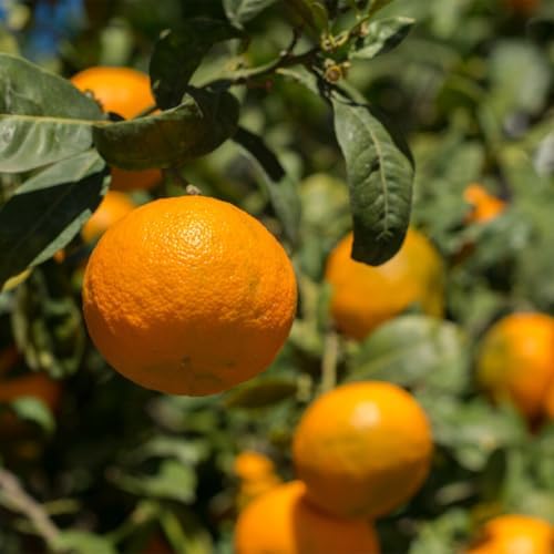 Satsuma Mandarin Tree - 2-5 Inch Tall Live Plant - Potted Seedling - Cold Hardy Orange Fruit Plant - Citrus reticulata 'Satsuma' - Image 4