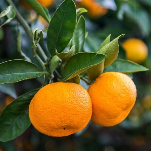 Calamondin (Calamansi) Tree - 2-5 Inch Tall Live Plant - Potted Orange Fruit Bush Seedling - Citrus x microcarpa by Unknown