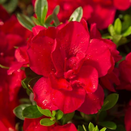 1 Gal Encore Azalea Autumn Bonfire - Image 2