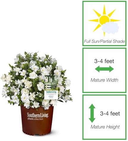 Perfect Plants Jubilation Gardenia Live Plant, 1 Gallon - Image 2