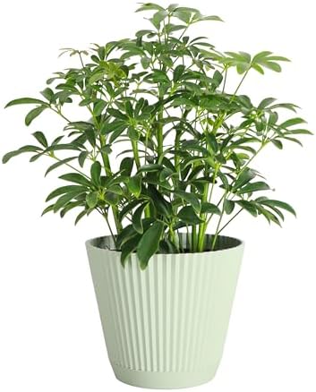 Live Arboricola Umbrella Tree Plant, Schefflera Arboricola, 6" Pot by ThorsensGreenhouse