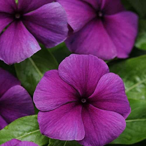 Outsidepride Blueberry Periwinkle Seeds for Planting – 50 Pcs Annual, Fast-Blooming, Heat & Drought Tolerant Vinca Flower Seeds with Vibrant Colors Ideal for Gardens, Beds, Borders & Containers - Image 6