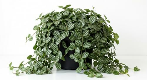 Variety of Peperomia Live Plant for Houseplant Tropical Shurb 4" Pot (Rare Trailing Peperomia Vine) by Unknown