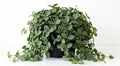 Variety of Peperomia Live Plant for Houseplant Tropical Shurb 4" Pot (Rare Trailing Peperomia Vine) by Unknown