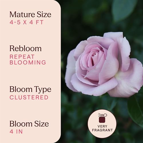 Heirloom Floribunda Roses, Live Own Root Plant, Le Petit Prince® - Image 6