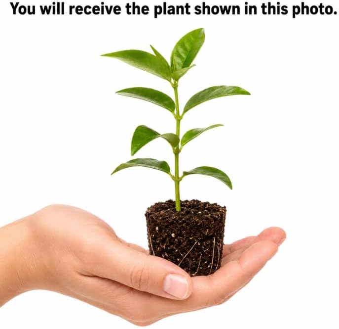 Frostproof Jasmine Plant Live for Planting, Fragrant White Flowering, Shrub Jasmines Vine Plant, 4 to 6 Inch Tall, No Pot - Image 4