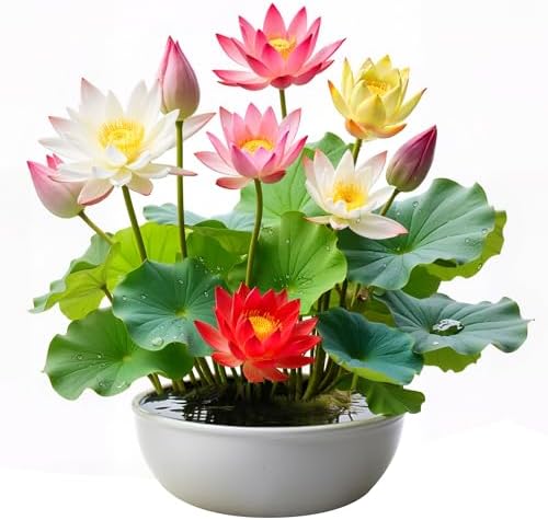 160Pcs Mixed Lotus Seeds for Planting in Water, Colorful Bowl Flower Seeds for Ponds, Bonsai, Indoor Water Gardens, Easy Grow Water Lily by Unknown