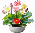 160Pcs Mixed Lotus Seeds for Planting in Water, Colorful Bowl Flower Seeds for Ponds, Bonsai, Indoor Water Gardens, Easy Grow Water Lily by Unknown