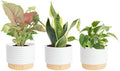 Costa Farms Live Indoor Plants Starter Collection, 4-Inch Pots, 3-Pack by Unknown