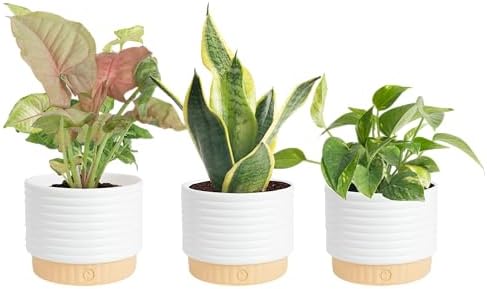 Costa Farms Live Indoor Plants Starter Collection, 4-Inch Pots, 3-Pack by Unknown