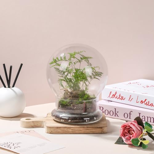WHJY Round Glass Cloche for Indoor Plants Small Terrarium Glass Cloche with Base Mini Cloche Dome with Base for Display Home Decor - Image 3