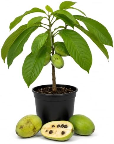 Pawpaw Tree Plant Live, Paw Paw Fruit Tree, 6-12 Inch Tall by Unknown