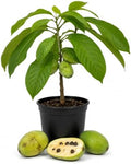 Pawpaw Tree Plant Live, Paw Paw Fruit Tree, 6-12 Inch Tall by Unknown