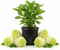 Lime Hydrangea Plant Live, Garden Shrub, 7-12" Tall, in Pot by PlantsSeedsBulbs