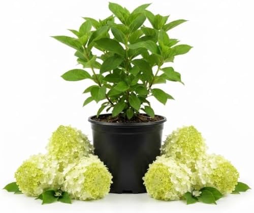 Lime Hydrangea Plant Live, Garden Shrub, 7-12" Tall, in Pot by PlantsSeedsBulbs